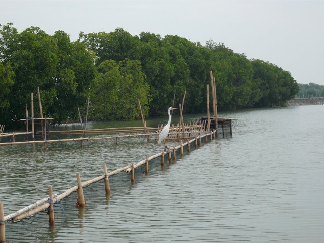 burung-kuntul-pun-ikut-nampang